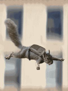 Squirrel Love GIFs - Get the best GIF on GIPHY