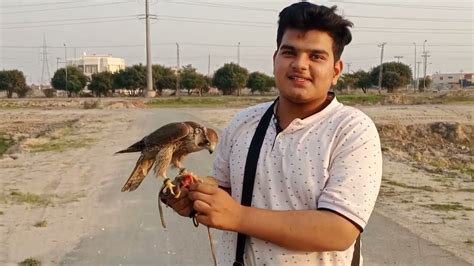 lure training of shaheen falcon || amazing speed @falconryartofkings - YouTube