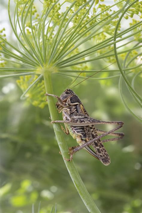 Dill Plant Care: Tips For Treating Pests On Dill Plants - IMP WORLD