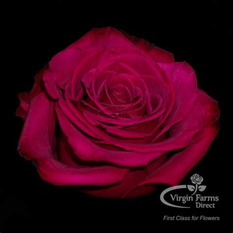 Roseberry Rose - Virgin Farms | First Class for Flowers