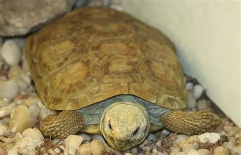 Pancake Tortoise - The Animal Facts - Appearance, Diet, Habitat, Behavior