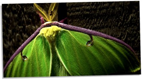 Luna Moth Symbolism: 12 Amazing Meanings Explored - Subconscious Servant