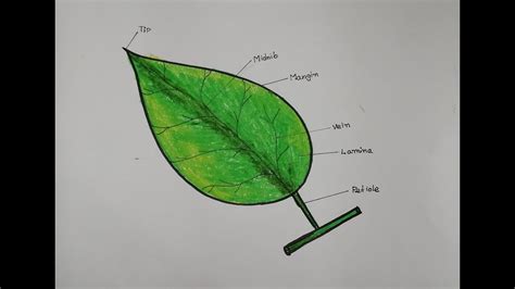 Part of A Leaf drawing | How to draw A leaf | part's of Leaf | School Project step by step very ...