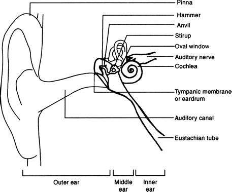 Simple ear diagrams | Ear diagram with labels | Inner ear diagram | Ear diagram, Inner ear ...