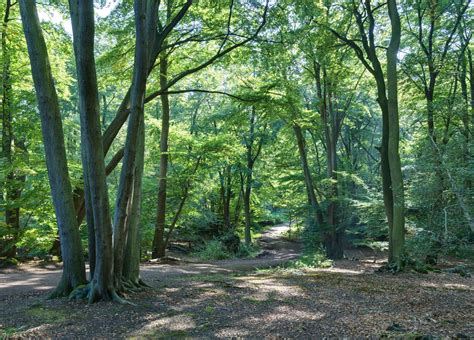 Epping Forest Walks – 6 of the Best - Active-Traveller