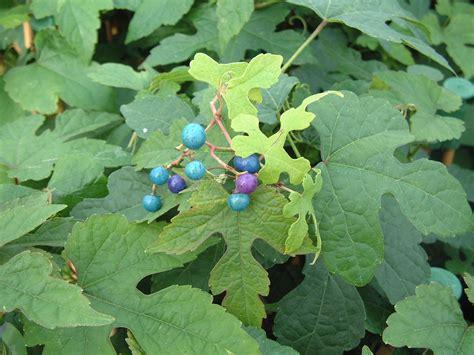 Ampelopsis Brevipedunculata | Plant images, Garden plants, Plants