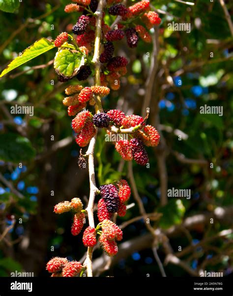 Morus weeping mulberry hi-res stock photography and images - Alamy