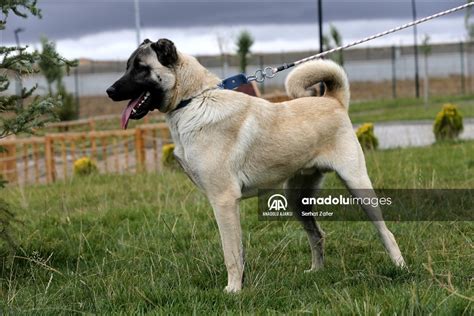 Sivas Kangal köpeklerinin genetiği çiple korunuyor