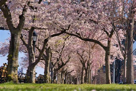 Roosevelt Island Cherry Blossoms (Complete Guide & Map)