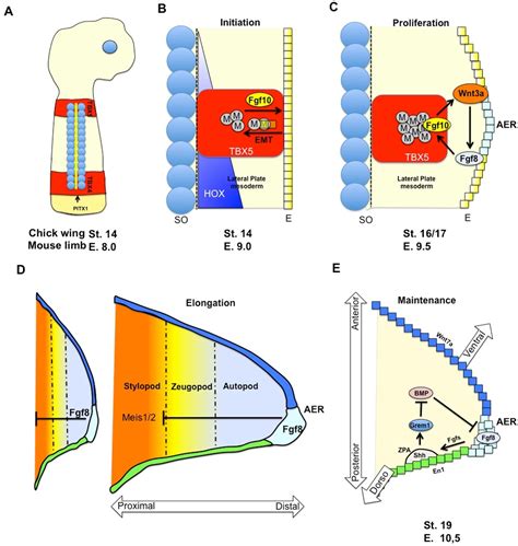 Novel Cellular and Molecular Interactions During Limb Development ...