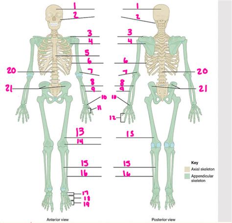 Bone Lab Flashcards | Quizlet