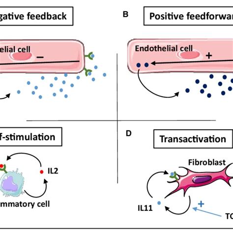 Cellular physiology of autocrine signaling. Autocrine signaling can ...