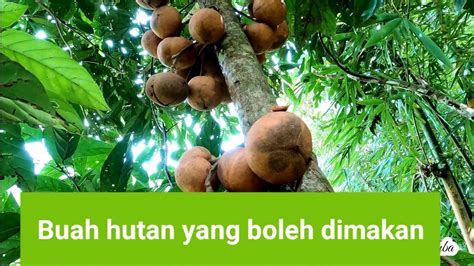 Buah Hutan Yang Boleh Dimakan