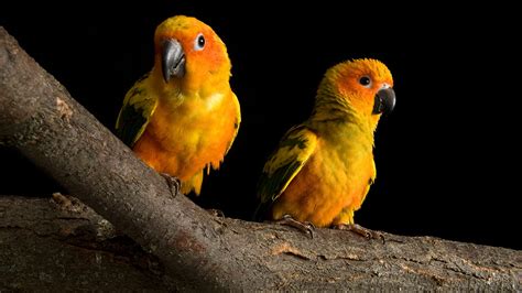 Parrot Full HD Wallpaper and Background Image | 1920x1080 | ID:160400