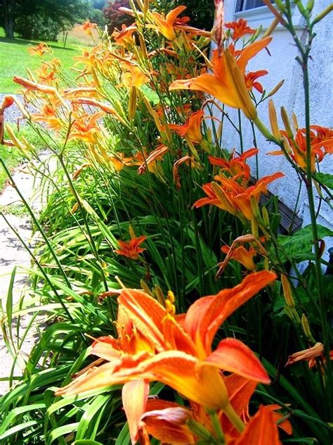 The Orange Daylilies of Warren Township - nj.com