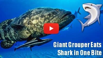 Watch this Giant Grouper eat a 4 feet shark in one bite | Genius How to