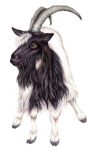 Bagot goat Capra aegagrus hircus - Lizzie Harper