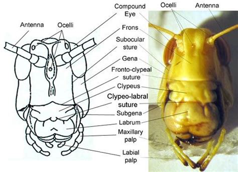 Pin by Perryn Richardson on Entomology | Insects, Insect legs, Insect mouthparts