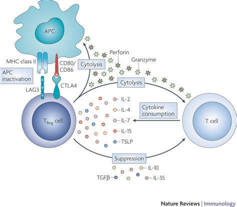 A research team discovered a possible therapeutic target that manage the immune system and cause ...