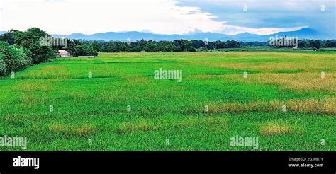 Beautiful scenery of rice green paddy field in Nueva Ecija, Philippines Stock Photo - Alamy