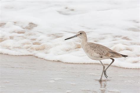 Willet, Boca Chica Beach, Lower Rio Grande Valley National Wildlife ...