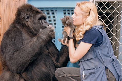 How Koko forever changed the way we think about gorillas