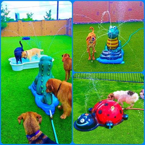 1000+ images about Dog Water Park on Pinterest | Water playground, Fresh water and Mobiles