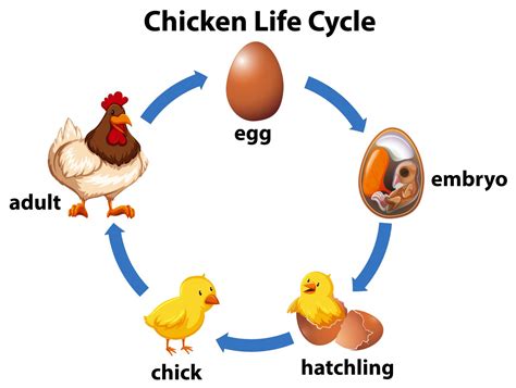 An Egg’s Incredible Journey – Flockjourney