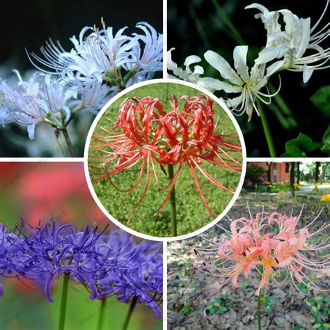 Unique Lycoris flower seeds beautiful colors Lycoris radiata seed indoor bonsai seeds Lycoris ...