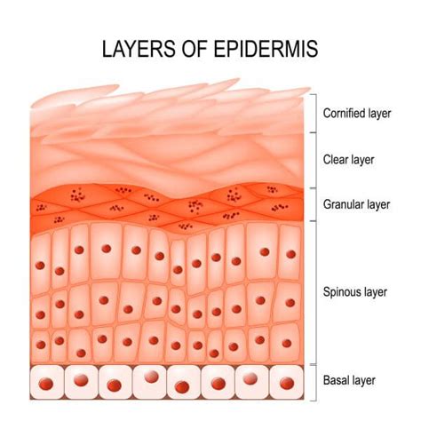 Skin Cell - The Definitive Guide | Biology Dictionary