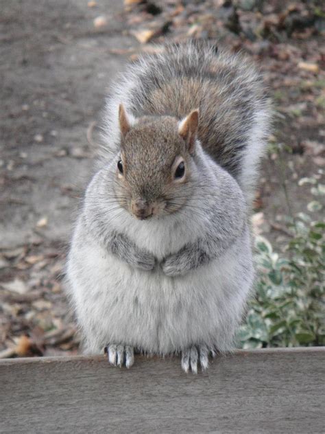 19 Fat Squirrels That Totally Over Ate This Winter