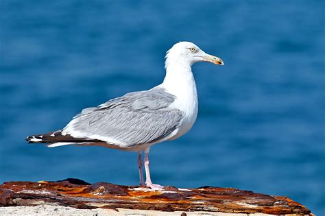 2012 December HERRING GULL Bird of the Month « Audubon Everglades