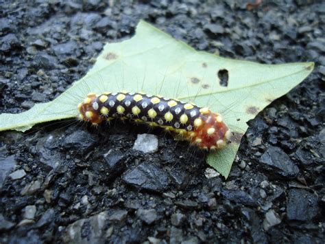 White Flannel Moth Caterpillar (Norape ovina) – Identification | Walter ...