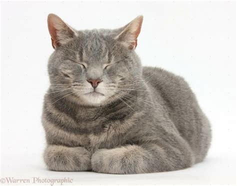 grey tabby | Tiger striped cat, Cute cats, Male cat