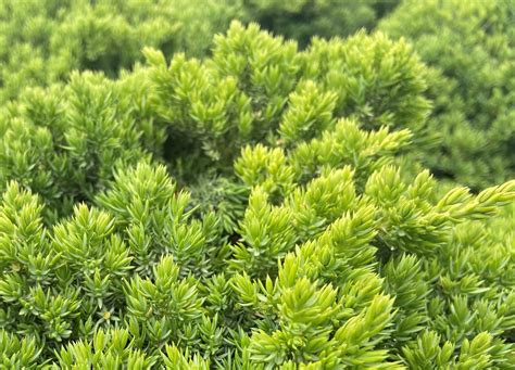 Juniper Procumbens Nana 3G • Cross Creek Nursery and Landscape