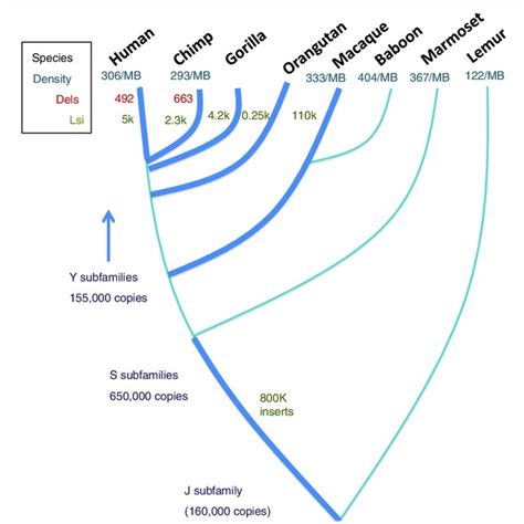 Evolutionary impact of Alu elements in primates. An approximate... | Download Scientific Diagram