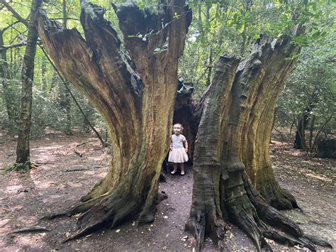 Burnham Beeches - Baby in Bucks