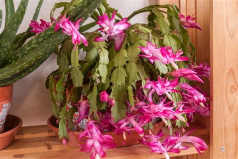 Christmas Cactus Care And Growing Guide - Sunny Home Gardens