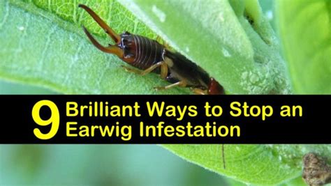 9 Brilliant Ways to Stop an Earwig Infestation