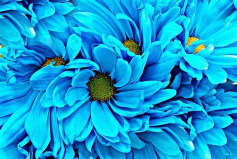 Pretty Blue Flowers | Taken at one of my favorite free prop … | Flickr