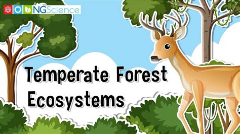 Temperate Forest Ecosystems - YouTube