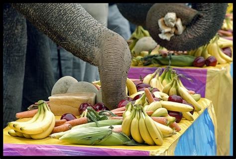 Feeding the Elephant - The Life You Can Save