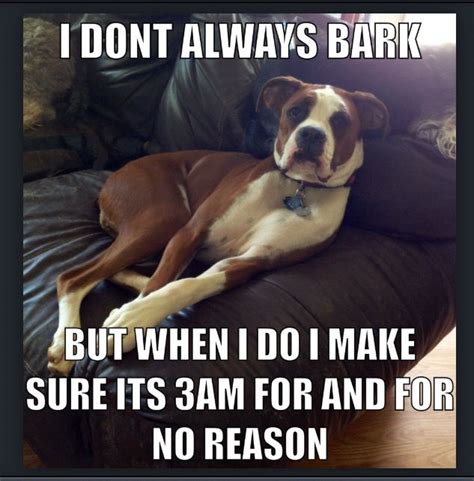 Funny boxer meme Boxer And Baby, Boxer Love, Dog Memes, Funny Memes, Funny Animals, Cute Animals ...