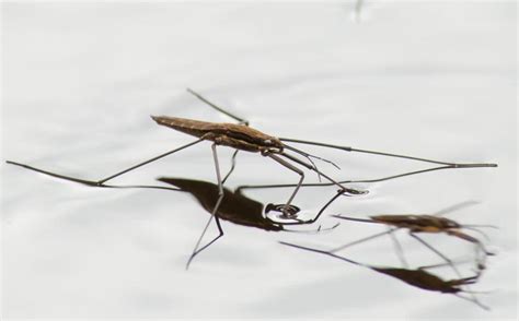 Water Striders from Ireland - What's That Bug?