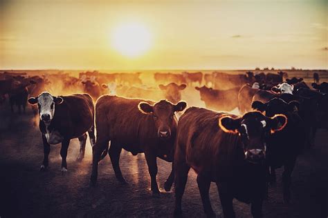 Cow Sunset, sunset cow HD wallpaper | Pxfuel