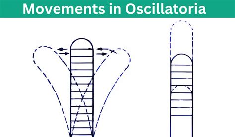 Oscillatoria - Structure, Reproduction & Applications