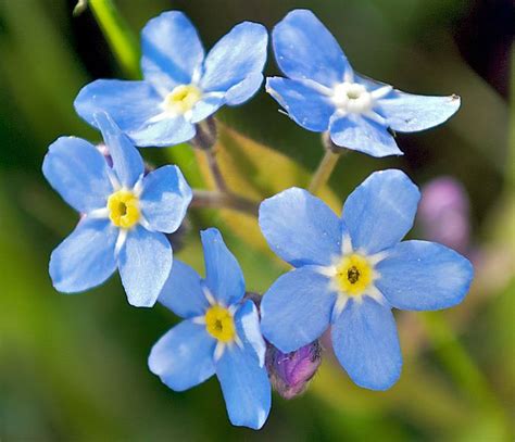 The Alaska State Flower: Forget Me Not