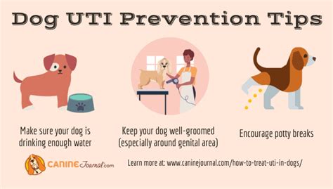 Do Dogs Bleed When They Have A Uti? Unveiling Canine Utis