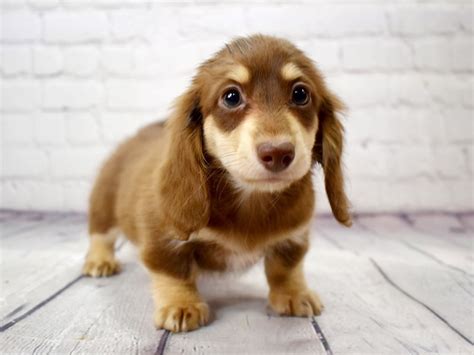 Dachshund-DOG-Female-Chocolate & Cream-3123097-Petland Pickerington