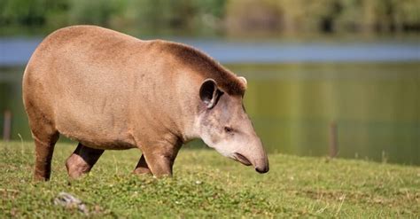 Troupials: The National Bird of Venezuela - A-Z Animals